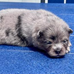 Nox - Blue merle male Pomeranian puppy in New Lenox, Illinois from Illinois Poms