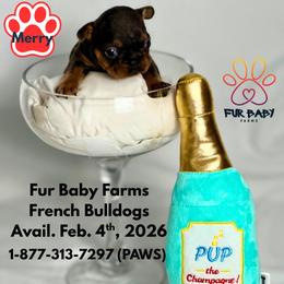 Merry - Tricolors female French Bulldog puppy in Michigan from Fur Baby Farms