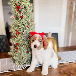 Joy - Parti female Goldendoodle puppy in Hopkins County, Texas from Boutique Doodles