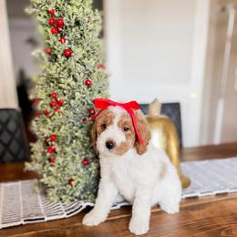 Joy - Parti female Goldendoodle puppy in Hopkins County, Texas from Boutique Doodles