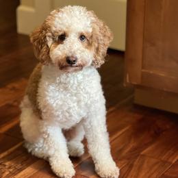 Phoebe - Goldendoodle
