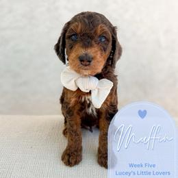 Muffin - Merle male Goldendoodle puppy in California City, California from Summer Sun Doodles