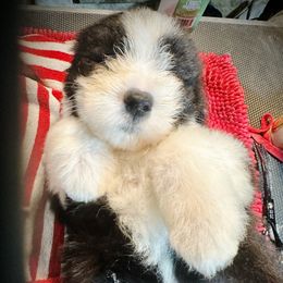 Bearded Collie and Border Collie Puppies from Beloved Bearded & Border Collies