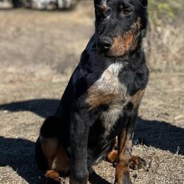 Beauceron and Doberman Pinscher Puppies from Elitehaus