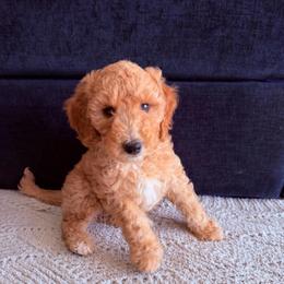 Violet - Parti female Goldendoodle puppy in Barstow, California from Golden Desert Doodles