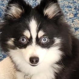 Pomskies from Mini Pomskies of Ohio