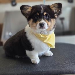Pembroke Welsh Corgi Puppies from Rhone River Farm Pembroke Welsh Corgis