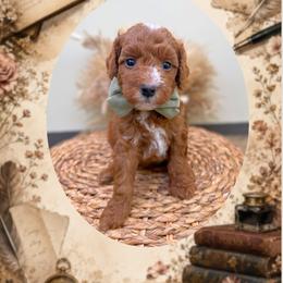 Poet - Red  male Goldendoodle puppy in Norcross, Georgia from Teddy Puppies