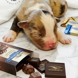 Ghirardelli - Red merle male Australian Shepherd puppy in Fultonville, New York from Sandy Aussies & Pomeranians