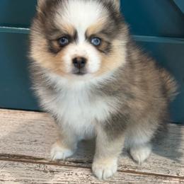 Ginger Spice - Wolf sable female Pomsky puppy in Gunter, Texas from The Painted Pomsky