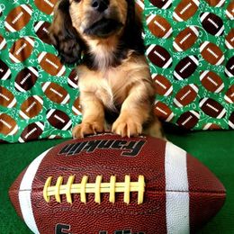 Dachshund Puppies from Blue Mountain Dachshunds