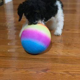 English Springer Spaniel and Springerdoodle Puppies from AVE Springer Spaniels