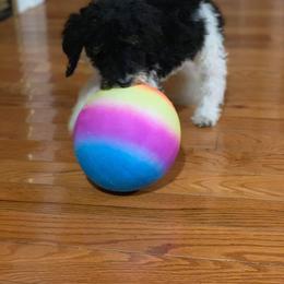 English Springer Spaniel and Springerdoodle Puppies from AVE Springer Spaniels