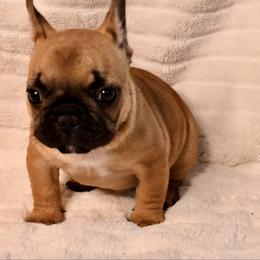 Nick - Fawn male French Bulldog puppy in Kalispell, Montana from Grace & Grit Frenchies