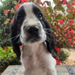 Patches - Black and white male English Springer Spaniel puppy in Statesville, North Carolina from BAR Z Springers