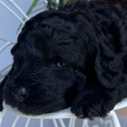 Nautica - Black Poodle puppy in Valdosta, Georgia from Posh Poodles