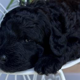 Nautica - Black Poodle puppy in Valdosta, Georgia from Posh Poodles