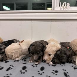 Golden Mountain Doodle puppies from Snowy Goldens LLC