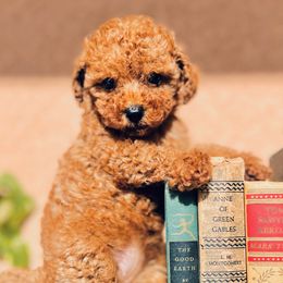 Cavapoos and Goldendoodles from Parisian Puppies