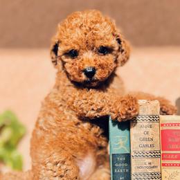 Cavapoos and Goldendoodles from Parisian Puppies