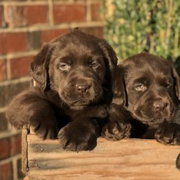 Labrador Retriever Puppies from Tried & True Labradors