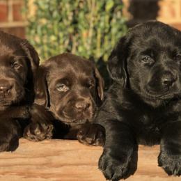 Labrador Retriever Puppies from Tried & True Labradors