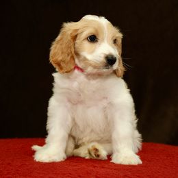 Gale - Apricot female Australian Labradoodle puppy in Stanwood, Washington from Victoria Creek Australian Labradoodles