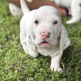 Basset Hound Puppies from Jenna Kuegel