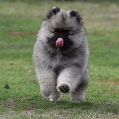 Keeshond Puppies from Anna Boehringer