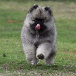 Keeshond Puppies from Anna Boehringer