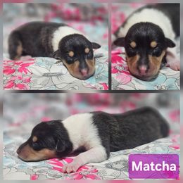 Matcha - Black white and tan female Collie puppy in Eldorado, Kansas from Prairie Creek