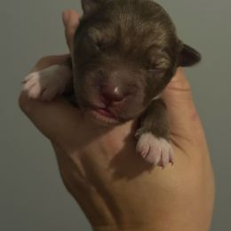 Cedar - Red and white male Siberian Husky puppy in Florence, Kentucky from Moonlight Howl Huskies