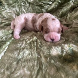 Birch - Blenheim male Cavalier King Charles Spaniel puppy in Knoxville, Tennessee from Rocky Top Cavapoos
