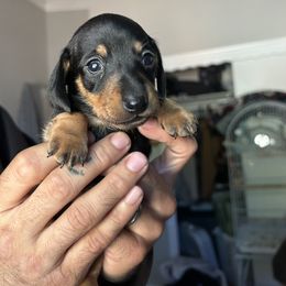 Dachshund Puppies from SpadedWeenies