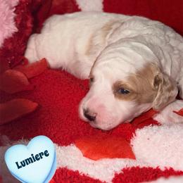 Lumiere - Parti male Goldendoodle puppy in Beecher, Illinois from Erica’s Doodles
