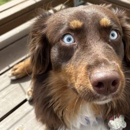 Australian Shepherds from Stacy’s Shepherds