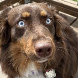 Australian Shepherds from Stacy’s Shepherds