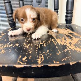 Winnie - Red tri-color female Australian Shepherd puppy in Cushing, Oklahoma from Little Pastures Australian Shepherds