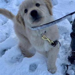 Golden Retriever Puppies from OPK Goldens