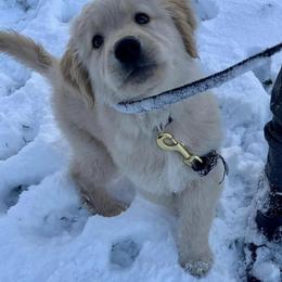 Golden Retriever Puppies from OPK Goldens