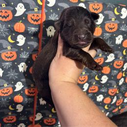 Rudolph - Liver male German Shepherd puppy in Watervliet, Michigan from M&M Shepherd Farms