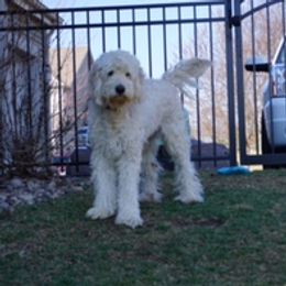 Riley - Goldendoodle