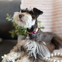 Millie - Miniature Schnauzer