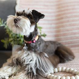 Millie - Miniature Schnauzer