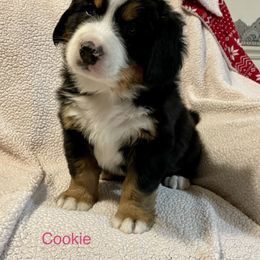 Bernese Mountain Dog Puppies from Willow Tree Berners