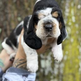 Daphne - Black white and tan female Basset Hound puppy in Poplarville, Mississippi from Kara's Basset Hounds