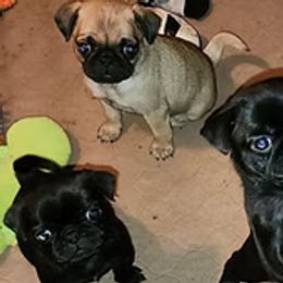 Pug Puppies from Ausband Farm Pugs