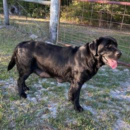 Labrador Retriever Puppies from McCracker Pond Labradors