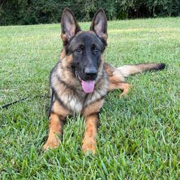 Jaeger - Sable male German Shepherd puppy in Middlesex, North Carolina from Ace of Hearts K9’s