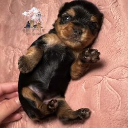 Sweet maple - Black and gold female Yorkshire Terrier puppy in Riverside, California from Heaven_sent_toy_yorkies